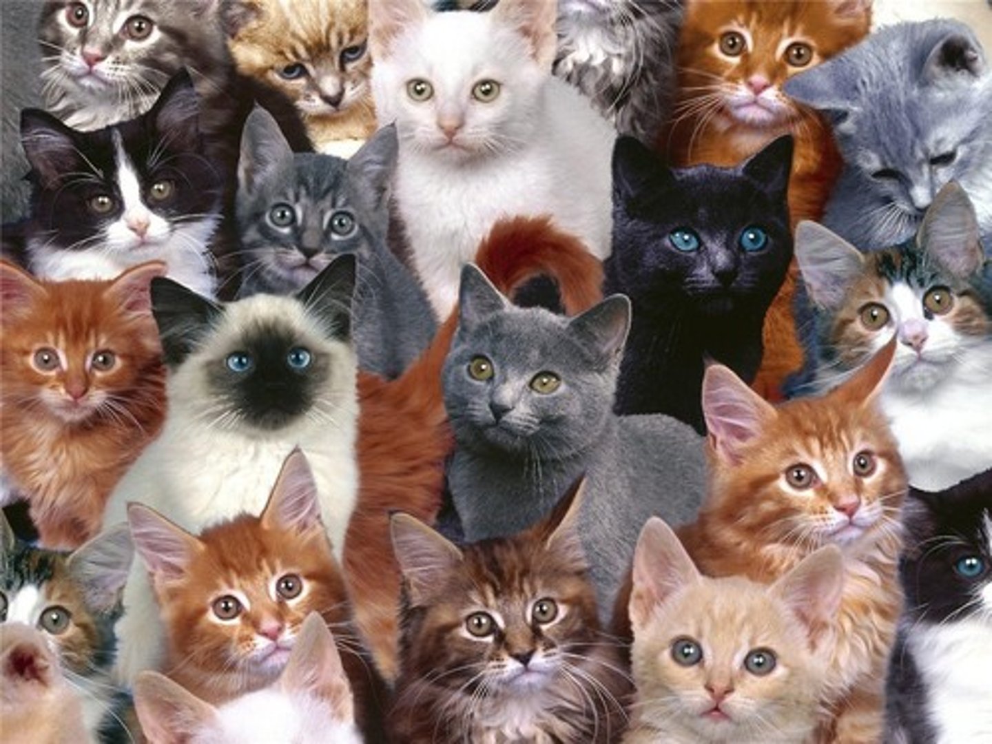 <p>much, a lot, many</p>