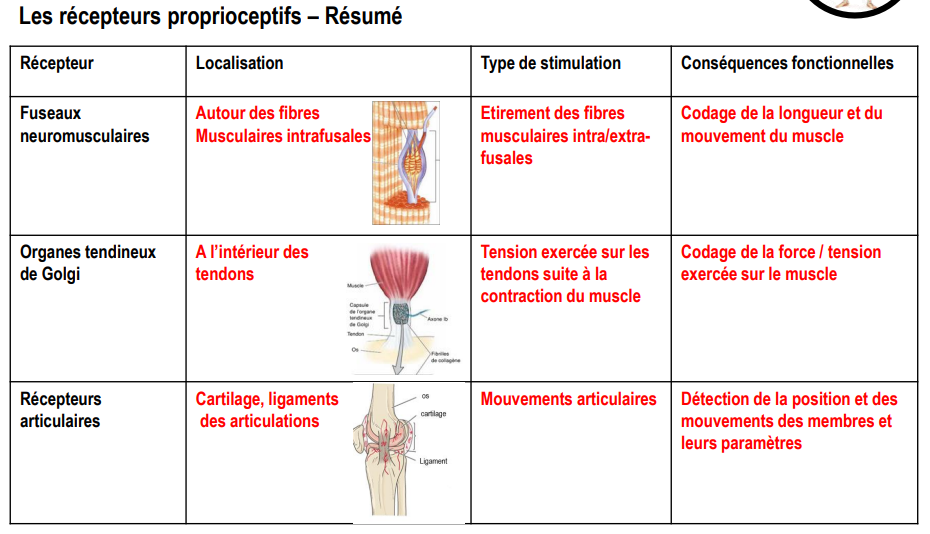 <p><span style="background-color: transparent;"><strong><span>Rôle fonctionnel global</span></strong></span></p><p><span style="background-color: transparent;"><span>Les récepteurs articulaires, en interaction avec les fuseaux neuromusculaires et les organes tendineux de Golgi, permettent une </span><strong><span>intégration fine et permanente</span></strong><span> des informations relatives :</span></span></p><ul><li><p><span style="background-color: transparent;"><span>à la </span><strong><span>longueur musculaire</span></strong><span> (fuseaux),</span></span></p></li><li><p><span style="background-color: transparent;"><span>à la </span><strong><span>tension musculaire</span></strong><span> (organes de Golgi),</span></span></p></li><li><p><span style="background-color: transparent;"><span>et à la </span><strong><span>position et au mouvement des articulations</span></strong><span> (récepteurs articulaires).</span></span></p></li></ul><p><span style="background-color: transparent;"><span>Cette intégration fournit au cerveau une </span><strong><span>représentation continue et cohérente de la position du corps dans l’espace</span></strong><span>, indispensable à la </span><strong><span>coordination motrice</span></strong><span>, au </span><strong><span>maintien de l’équilibre</span></strong><span> et à la </span><strong><span>posture</span></strong><span>.</span></span></p>