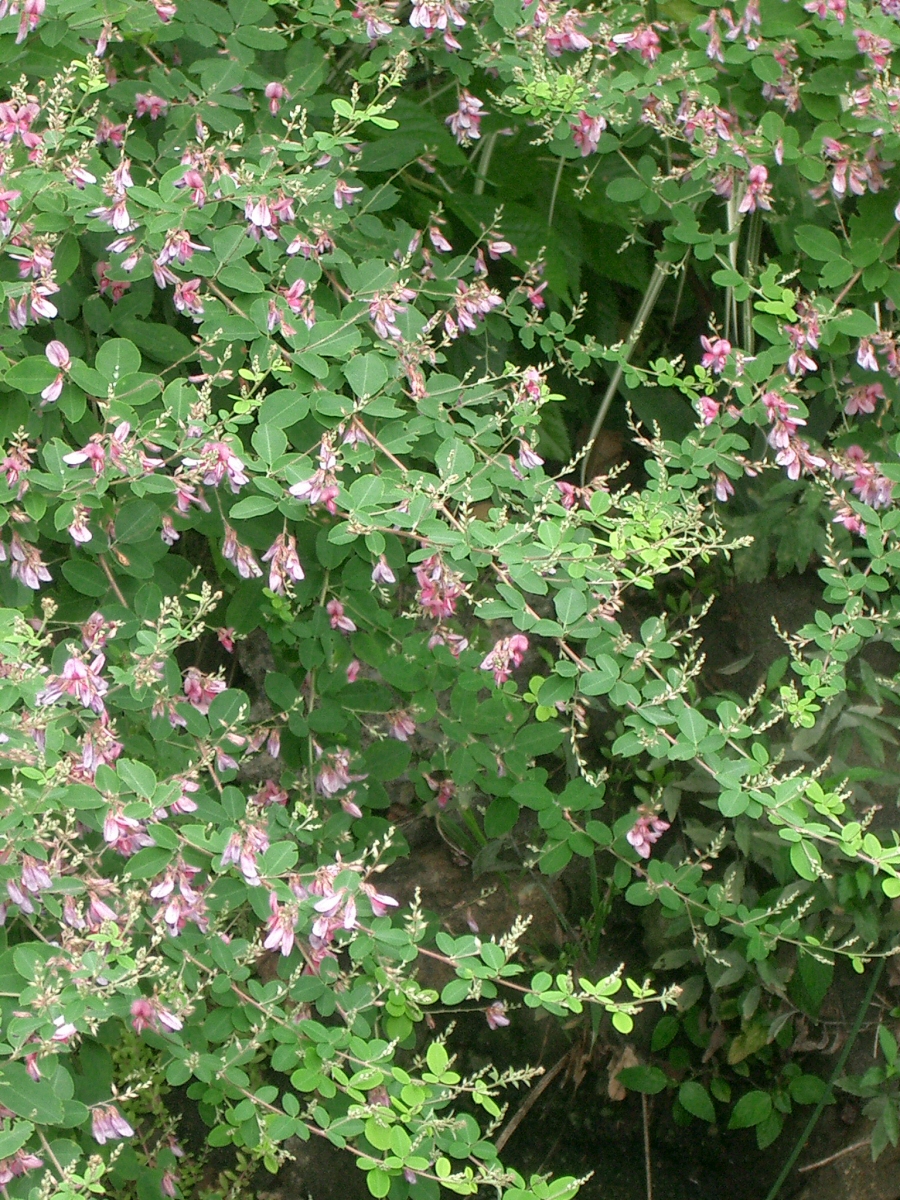 <p><em>Lespedeza bicolor</em>, Larger/more shrubby, 8-10 ft tall, very invasive, single seeds, trifoliate leaves</p>