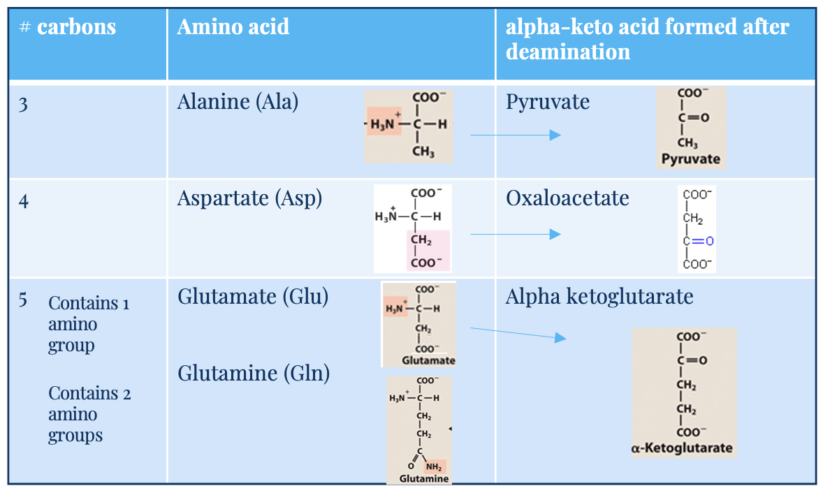 <ul><li><p><span style="font-family: Arial">5C, one amino acid group</span></p></li><li><p><span style="font-family: Arial">acts as –NH<sub>3</sub> acceptor (in AA degradation, accepts –NH<sub>3</sub>) forming glutamine</span></p></li><li><p><span style="font-family: Arial">acts as –NH<sub>3</sub> donor (for biosynthetic pathways/excretion) forming alpha-ketoglutarate</span></p></li></ul><p></p>