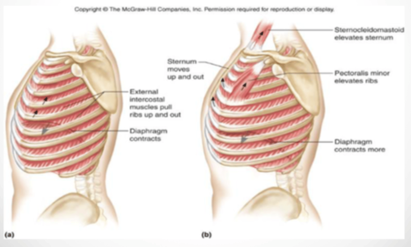 <p>- diphragm</p><p>- external intercostal (muscles)</p><p>- (relaxation of the) internal intercostal (muscles)</p>