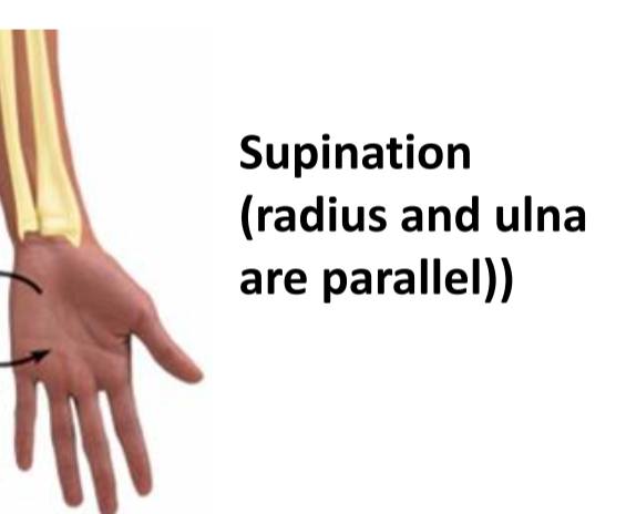 <p>Supination</p>