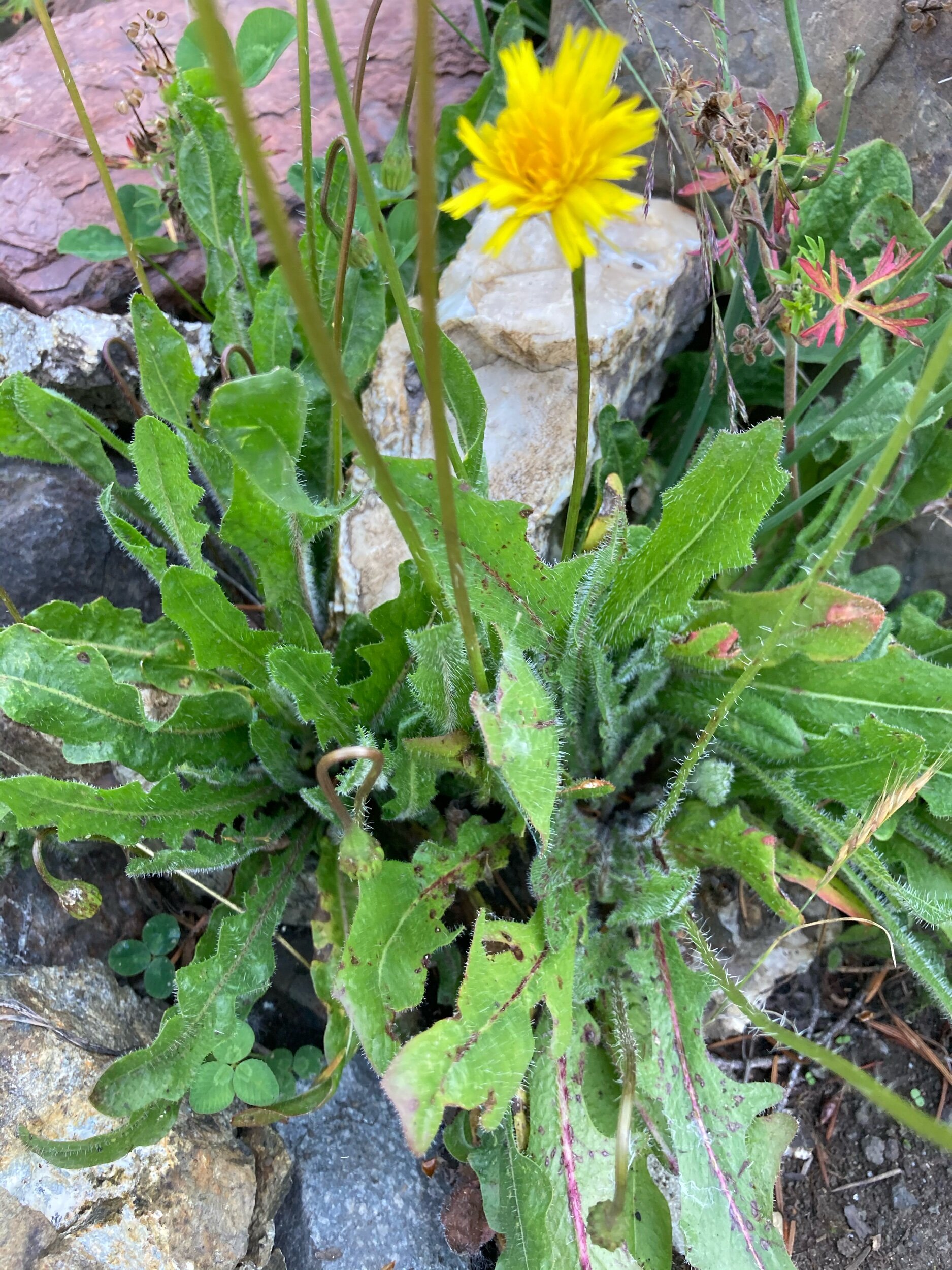 <p>False Dandelion</p>