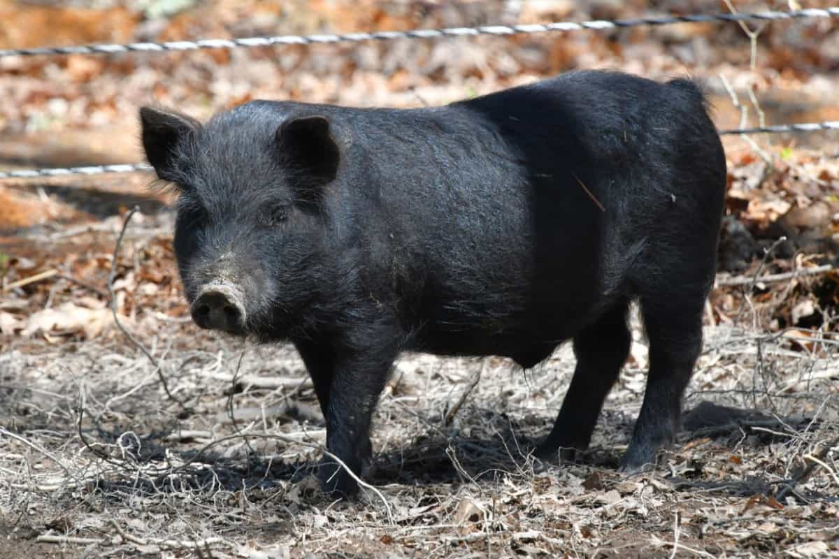 <p>The breed is very prolific, in average the gilts could exhibit signs of sexual maturity as young as 4 to 5 months.</p>