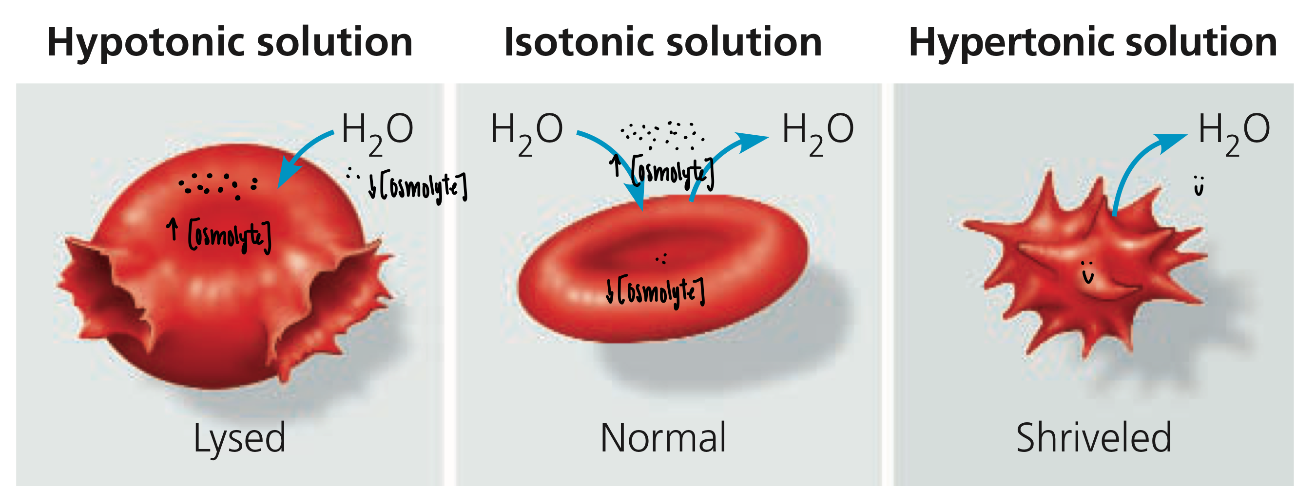 <ul><li><p><strong>Tonicity</strong></p><ul><li><p>ability of a surrounding solution to cause a cell to gain or lose water</p></li><li><p><strong>Isotonic SOLUTION</strong>: NO net movement of water (equal osmolyte concentration) </p></li><li><p><strong>Hypotonic SOLUTION</strong>: water moves INTO the cell (higher osmolyte conc inside the cell) → cell LYSES</p></li><li><p><strong>Hypertonic SOLUTION</strong>: water moves OUT of the cell (higher osmolyte conc outside the cell) → cell CRENATES</p></li></ul></li></ul><p></p>