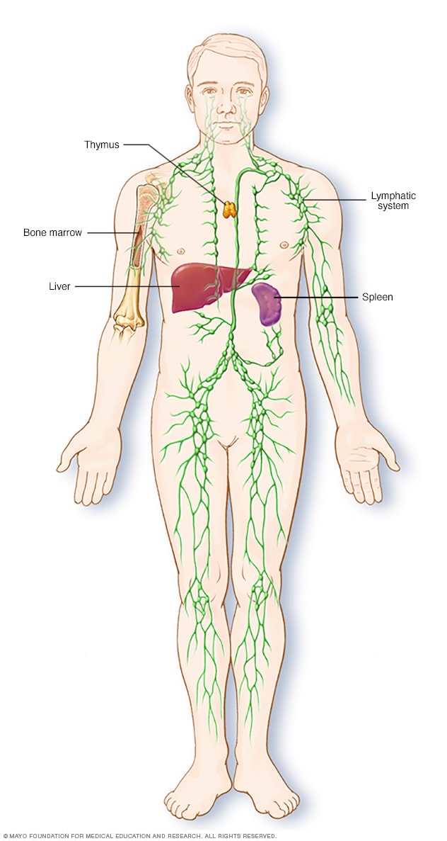 lymphatic system