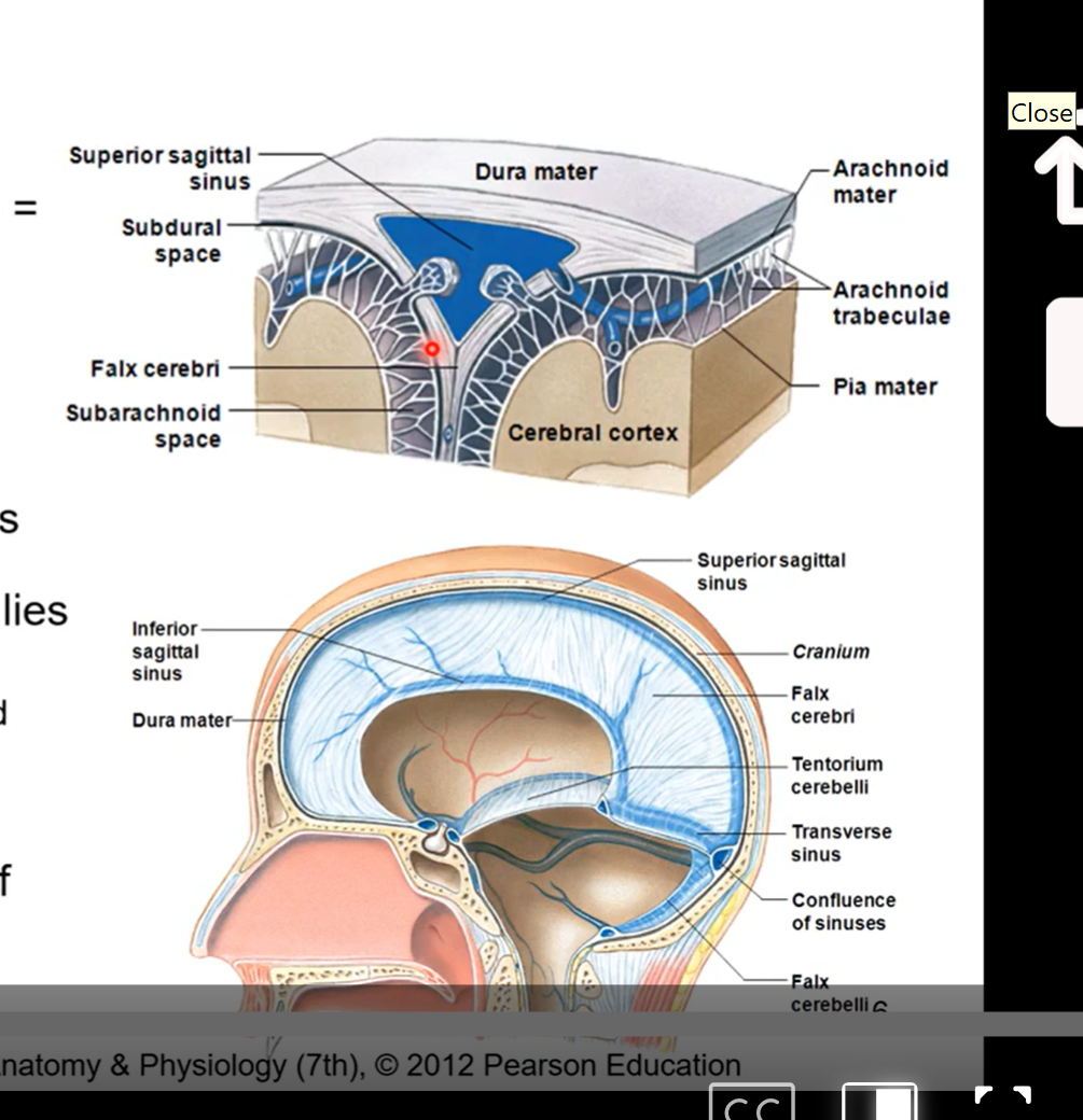 <ul><li><p>dural infoldings spaces= sinuses</p></li><li><p>venous drainage via sinuses</p></li><li><p>large veins from brain drain into there sinuses</p></li><li><p>superior sagittal sinuses lies within the falx cerebri</p><ul><li><p>begins at crista galli and ends at occipital protuberance</p></li></ul><p>all join at confluence of sinuses </p></li></ul><p></p>