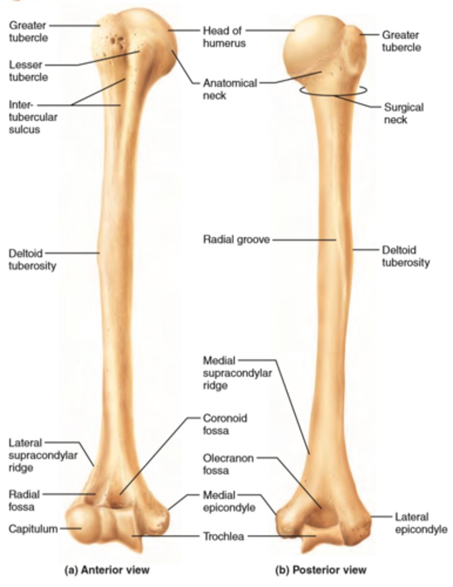 <p>- head</p><p>- anatomical nech</p><p>- surgical neck</p><p>- greater tubercle</p><p>- lesser tubercle</p><p>- intertubercular groove</p><p>- shaft</p><p>- deltoid tuberosity</p><p>- radial groove</p><p>- medial and lateral supra-epicondylar ridges</p><p>- condyle</p><p>- capitulum</p><p>- trochlea</p><p>- coronoid fossa</p><p>- olecranon fossa</p>