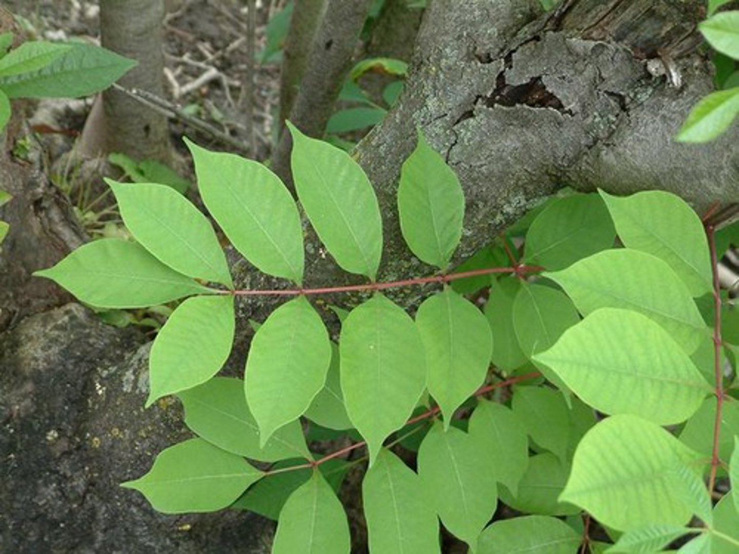 <p>-shrub or small tree</p><p>-7-13 leaflets per stem</p><p>-grows in woody, swampy areas</p>