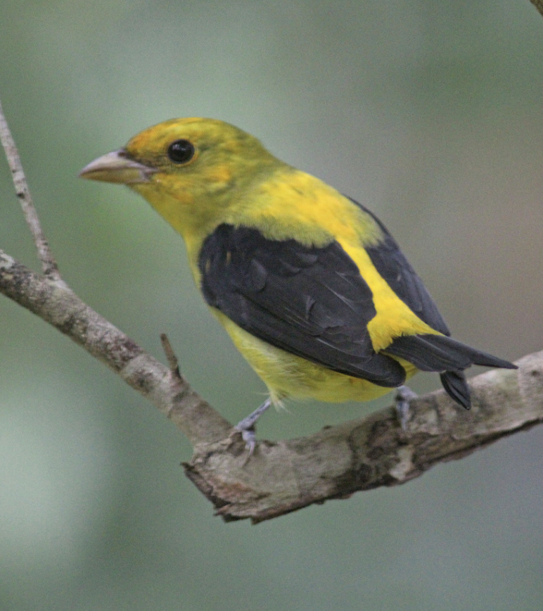 <p>What is this bird?</p>
