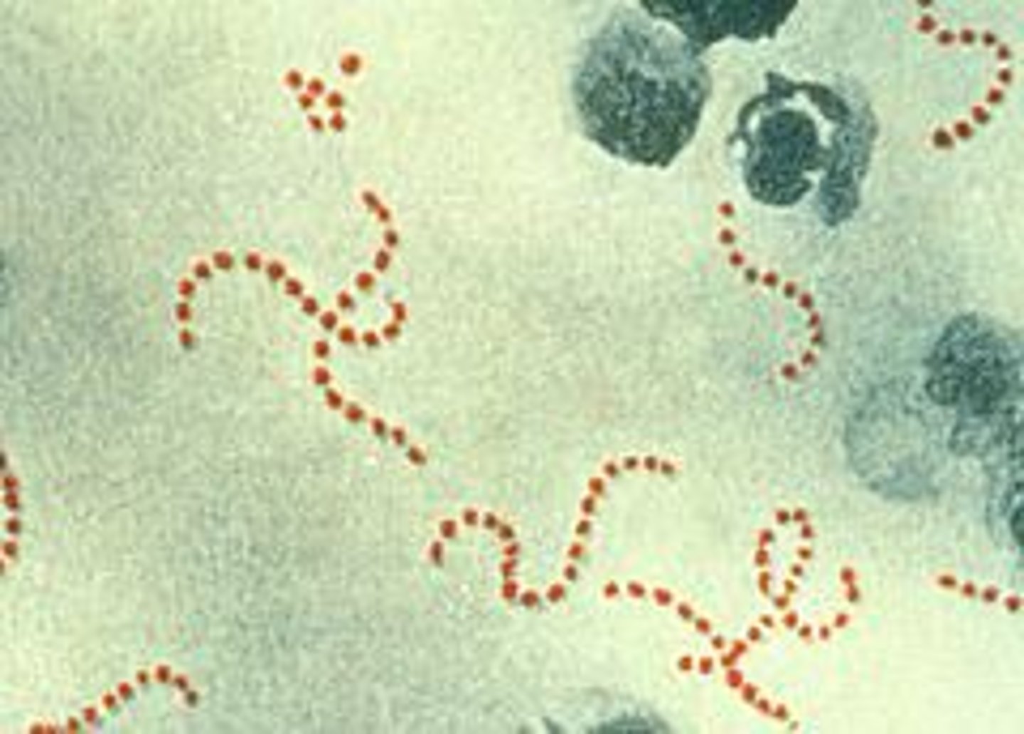 <p>Berry - shapped bacterium found in twisted chains.</p>