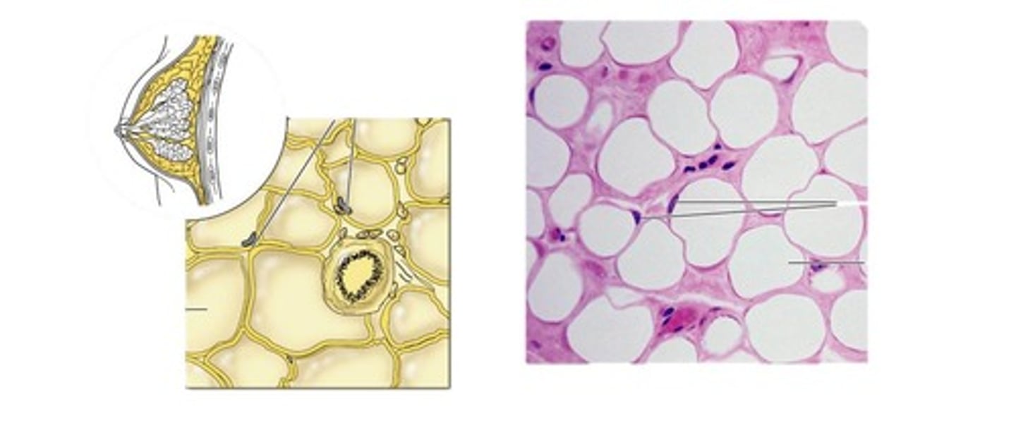 <p>connective tissue proper; loose connective tissue. under skin in subcutaneous tissue; around kidneys and eyeballs; within abdomen; in breasts.</p>