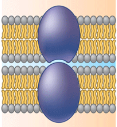 <p>Intercellular joining </p>