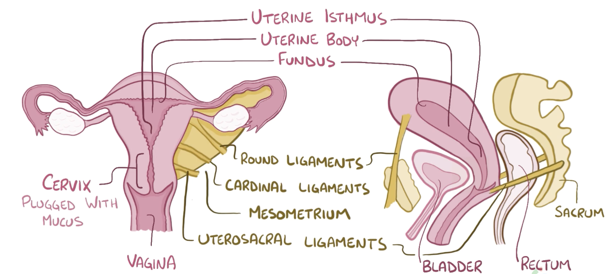 <p>Round ligaments </p>