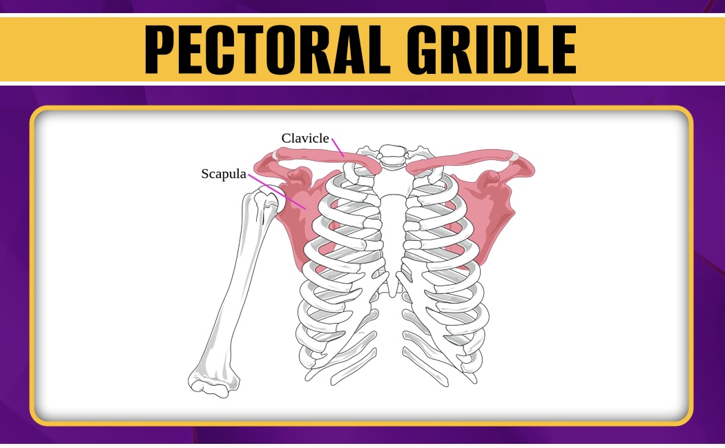 <p>Consists of 2 clavicles (collarbones) and 2 scapulae (shoulder blades). Supports upper limbs</p>