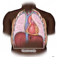 <p>Part of the ventral cavity that contains the lungs and heart.</p>