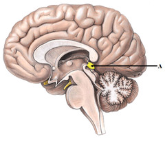 <p>secretes melatonin: regulates circadian rhythm</p>