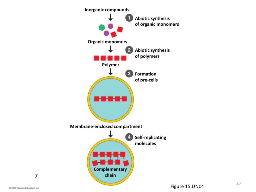 <p>The theory that the first cells must have arisen from non-living material</p>