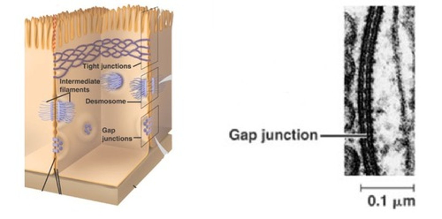 <p>- animal cells</p><p>- forms pores for rapid cell-to-cell communication (heart)</p><p>- to coordinate contraction of atria and vesicles</p>