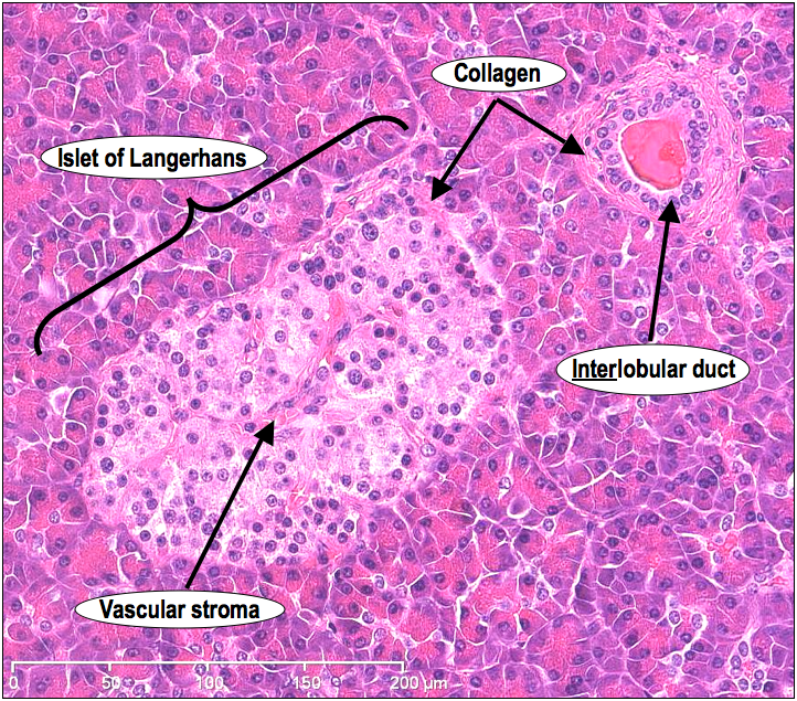 <ul><li><p>Regulates blood sugar levels</p></li><li><p>Releases insulin to lower blood sugar</p></li><li><p>Releases glucagon to raise blood sugar</p></li></ul><p></p>