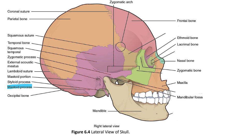 <p>mastoid process</p>