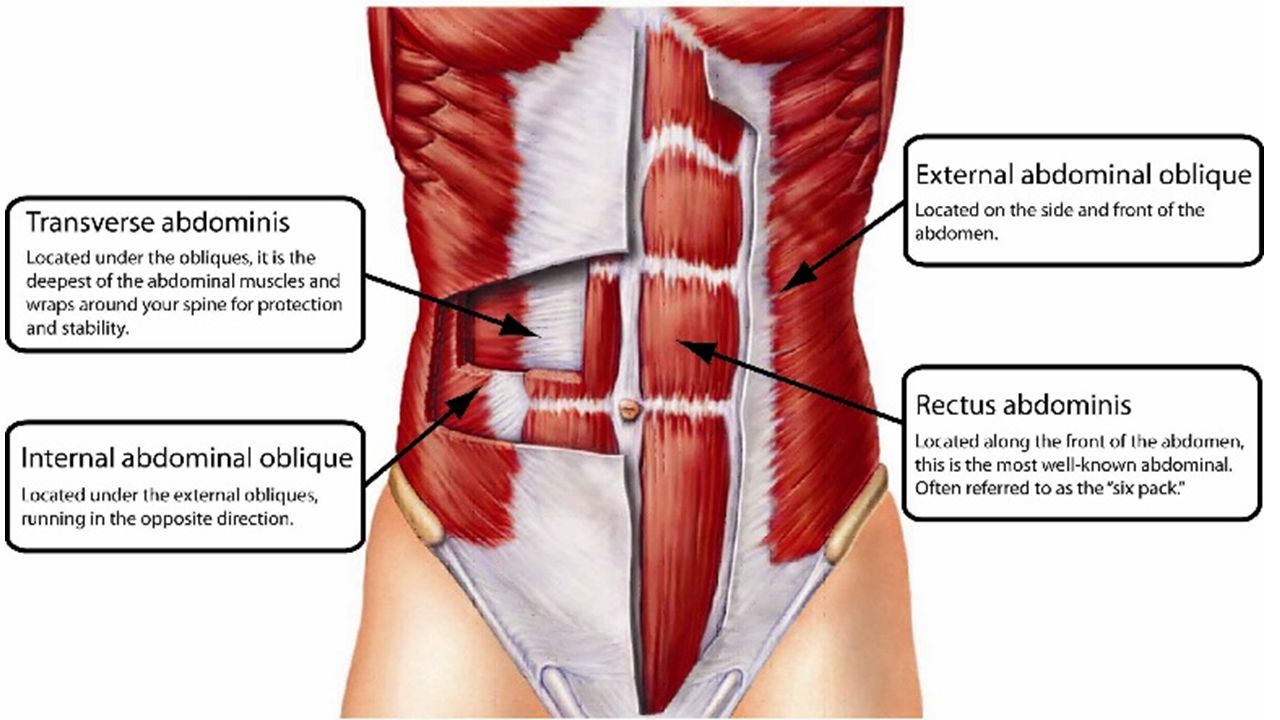 <p><span>origin pubis, insertion cartilage of ribs 5-7 &amp; xiphoid process, action flexes vertebral column &amp; compresses abdomen</span><br></p>