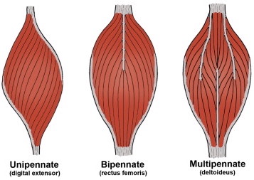 <ul><li><p><strong>Unipennate</strong></p></li><li><p><strong>Bipennate</strong></p></li><li><p><strong>Multipennate</strong></p></li></ul>