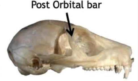 <p><span>a bony ring that provides structural support and protection for the eye, formed by the connection of the frontal bone to the zygomatic bone. found in all primates</span></p>