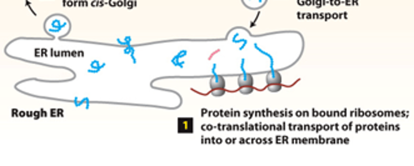 <p>secretory pathway, rough ER (stage 1): step 1--synthesis of proteins bearing an ER signal/targeting sequence-- __________________ _____________ of newly made polypeptide chains into the ER membrane or across it into the ER lumen</p>