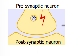 <ul><li><p>An action potential in the pre-synaptic cell triggers synaptic vesicles to move toward the cell membrane</p></li></ul><p></p>