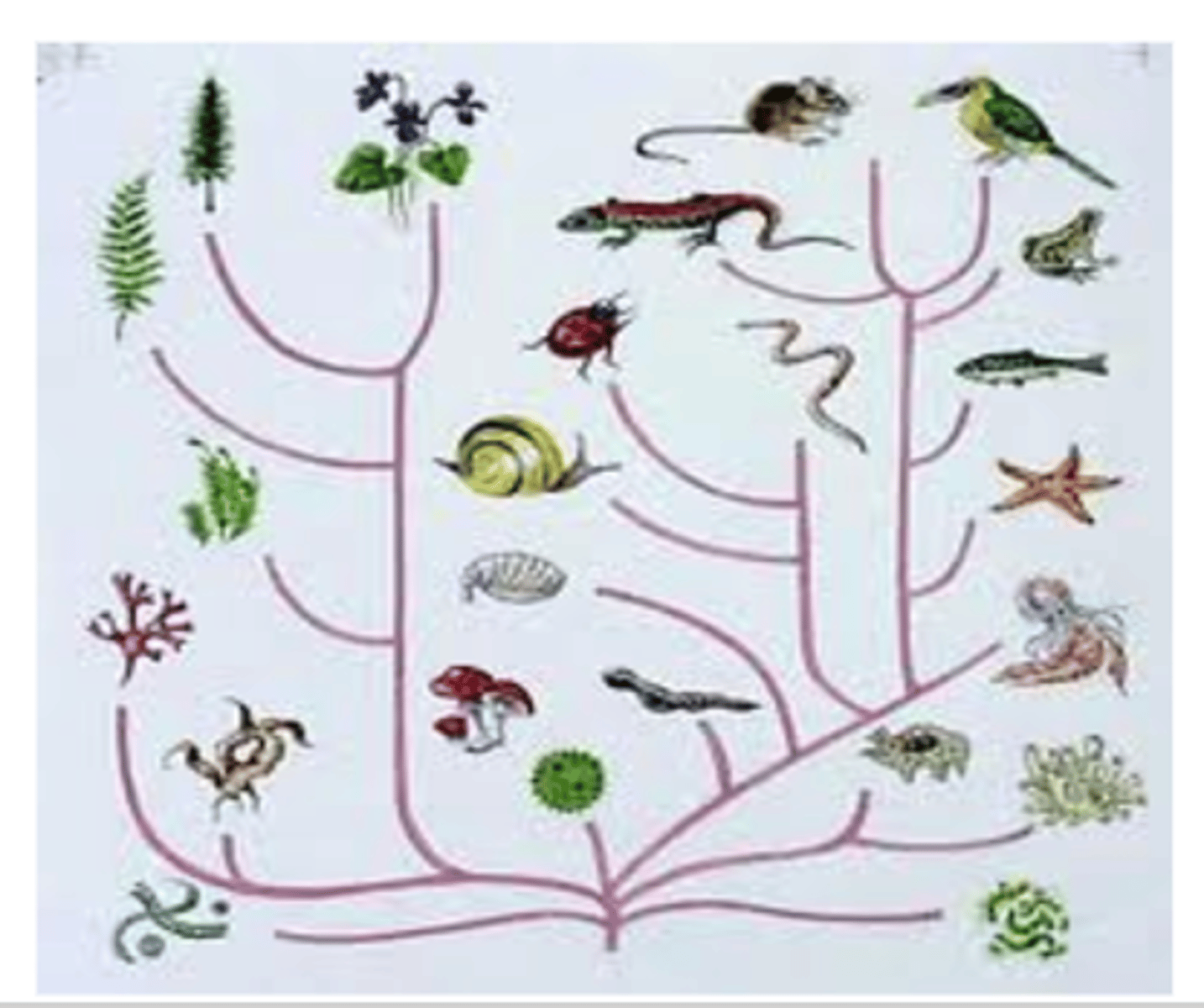 <p>Large scale changes in allele frequencies within a species that results in the formation of a new species. Typically occurs over thousands or millions of years due to geographic and reproductive isolation.</p>