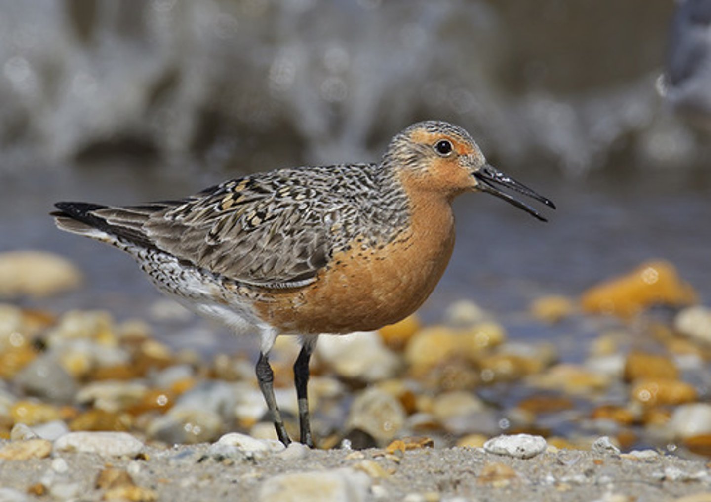 <p>Charadriiformes</p><p>Scolopacidae</p>