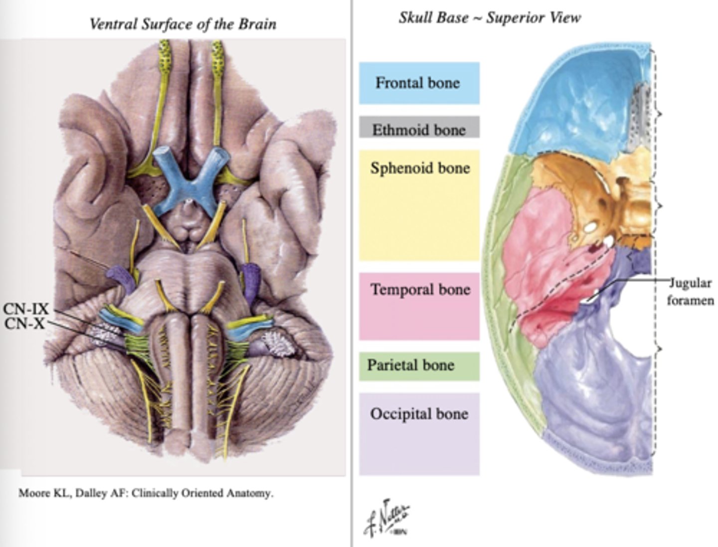 <p>lateral medulla, rostral, caudal</p>
