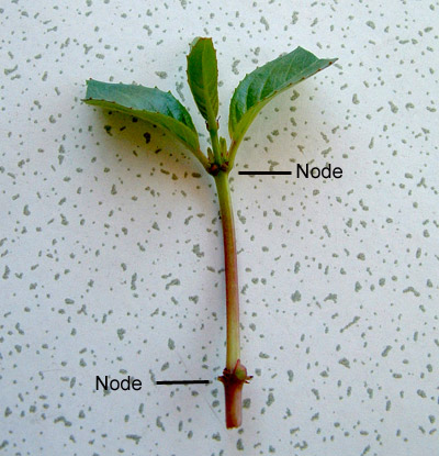 <ul><li><p>cuttings taken in spring during growth</p></li><li><p>tissue still soft</p></li><li><p>intermittent mist key</p></li><li><p>quicker/easier to get adventitious roots</p></li><li><p>take early in morning</p></li><li><p>3-5 in</p></li><li><p>medial &gt; terminal</p></li></ul>