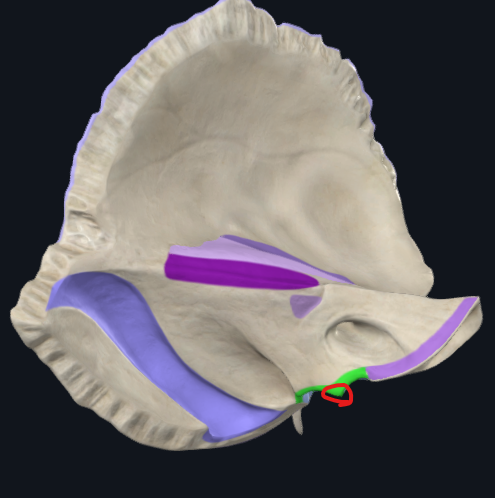 <p>malý výběžek dělící <strong>foramen jugulare</strong> na dva</p><ul><li><p><strong>dorsolaterální </strong>- <strong><span style="color: blue">v. jugularis interna</span></strong></p><ul><li><p><strong>ventromediální </strong>- <strong><span style="color: yellow">IX., X., XI. hlavový nerv</span></strong><span style="color: yellow"> (n. glossopharyngeus, vagus, accessorius)</span> a <strong><span style="color: red">a. meningea posterior</span></strong></p></li></ul></li></ul>