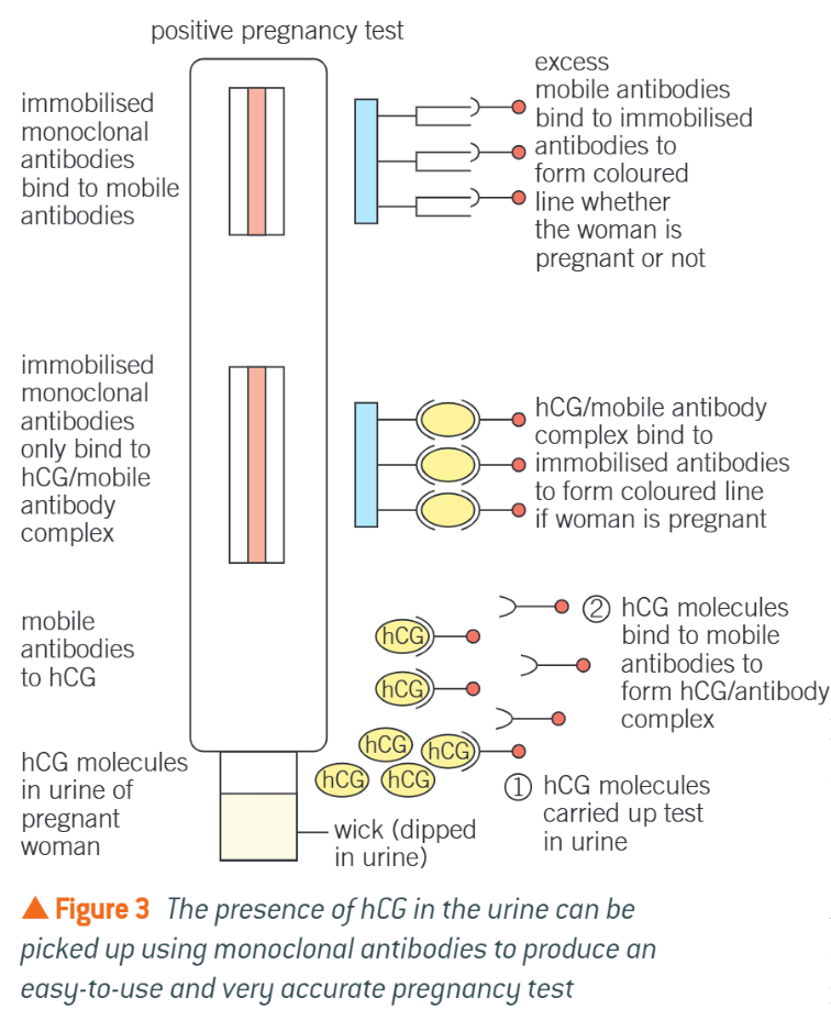 <ol><li><p>Wick soaked in 1st urine passed in morning (highest hcG)</p></li><li><p>When urine applied to application area, hcG will bind to mobile monoclonal antibodies on beads&nbsp;</p></li><li><p>Forms hcG-antibody complex</p><ol><li><p>Form coloured line if woman is pregnant </p></li></ol></li><li><p>Urine moves up strip, carrying beads w. it </p></li><li><p>Reaches a window w. immobilised monoclonal antibodies </p><ol><li><p>Binds to any mobile antibodies (control) </p></li></ol></li><li><p>Pregnant = 2 lines </p></li></ol><p></p>