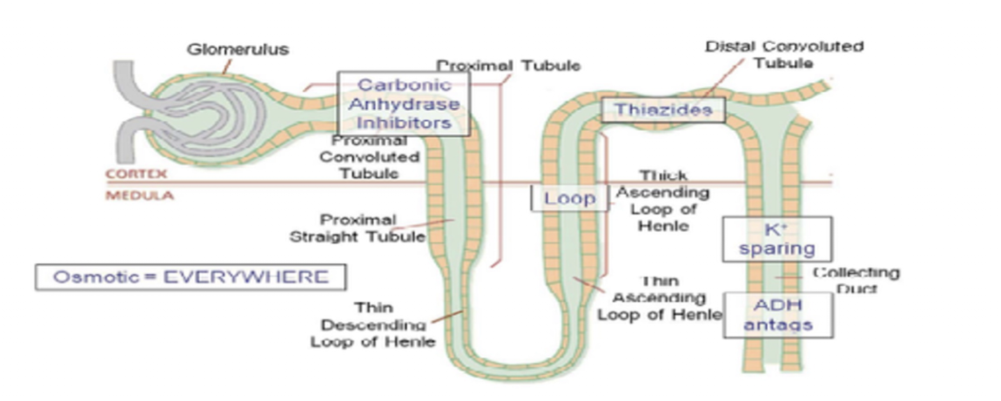 <p>Diuretics: THIAZIDES</p><ul><li><p>Suffix</p></li><li><p>Common Drug Names:</p></li><li><p>Mechanism:</p></li><li><p>Use: (3)</p></li><li><p>Side Effects: (5)</p></li><li><p>Thalazides must be avoided in what pop? (5)</p></li><li><p>Effects on Preload and Afterload: </p></li></ul><p></p><p></p><p></p>