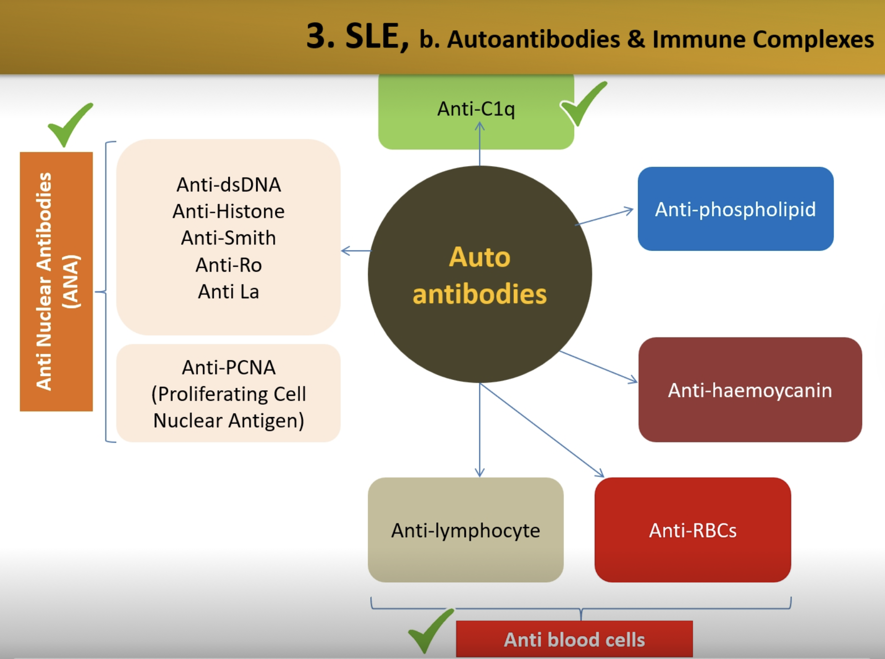 <ul><li><p><strong>Anti-C1q</strong></p></li><li><p><strong>Anti Nuclear Antibodies (ANA) </strong></p></li><li><p><strong>Anti-haemoycanin</strong></p></li><li><p><strong>Anti-phospholipid </strong></p></li></ul><p></p>