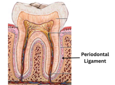 <p>The fibrous connective tissue that surrounds and attaches the tooth’s root to alveolar bone</p>