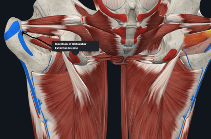 <p>Insertion: Obturator externus </p>