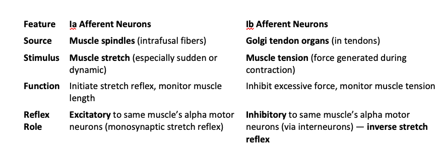 <p><span><mark data-color="rgba(0, 0, 0, 0)" style="background-color: rgba(0, 0, 0, 0); color: inherit">1a afferents innervate muscle spindles and provide information about both the rate of change in muscle length (velocity) and the muscle's static length (position)</mark></span></p><p></p><p><span><mark data-color="rgba(0, 0, 0, 0)" style="background-color: rgba(0, 0, 0, 0); color: inherit">1b afferents innervate Golgi tendon organs (GTOs) and provide information about muscle tension (force)</mark></span></p>