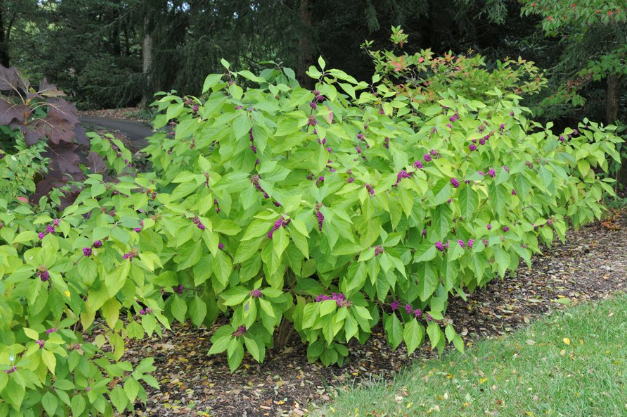 <p>What is the scientific name (genus and specific epithet) of this plant?</p>