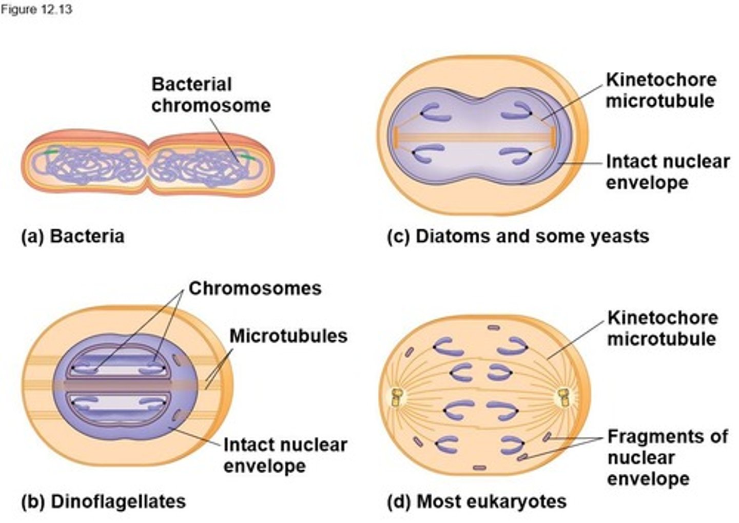 <p>Mitosis probably evolved from binary fission, as prokaryotes evolved before eukaryotes.</p>