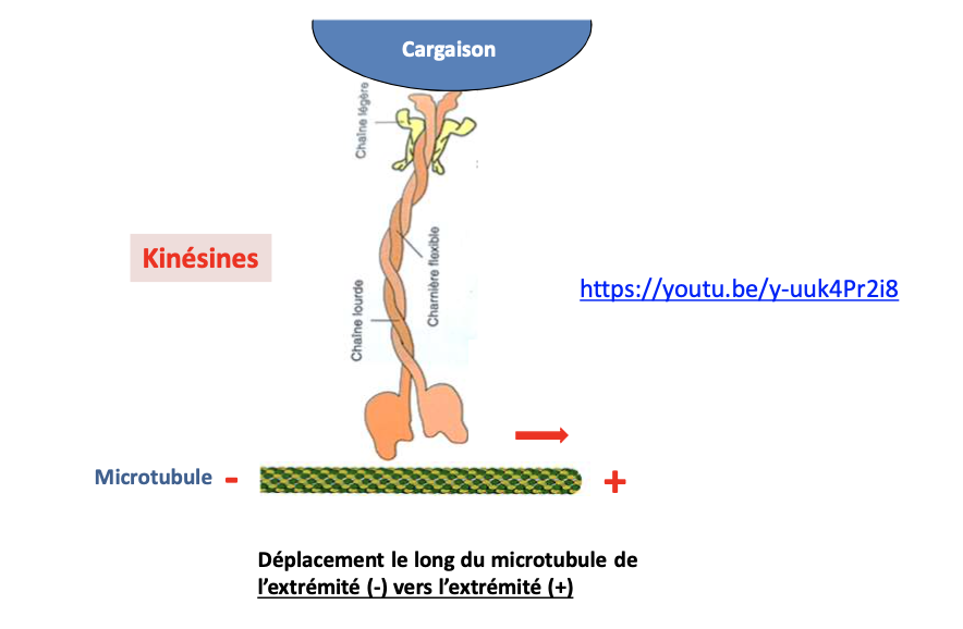 <p></p><ul><li><p><strong>Type :</strong> Protéine motrice</p></li><li><p><strong>Filament :</strong> Microtubules</p></li><li><p><strong>Fonction :</strong> Transport de vésicules et organites vers l’extrémité +</p></li></ul><p></p>