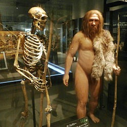 <ul><li><p>First discovered in 1856 in a German valley called <em>Neander Valley </em></p><ul><li><p>When scientists first found this they were very confused, it looked so similar yet so different from modern humans</p></li></ul></li><li><p>Very large cranial capacity (1,450 cc) </p><ul><li><p>larger brain than modern humans</p></li></ul></li><li><p>Rugged appearance</p></li><li><p>This particular man suffered from arthritis, but scientists back in the day thought that the neandrethals just had difficultly walking as a whole. (No they didn’t)</p></li></ul><p></p>