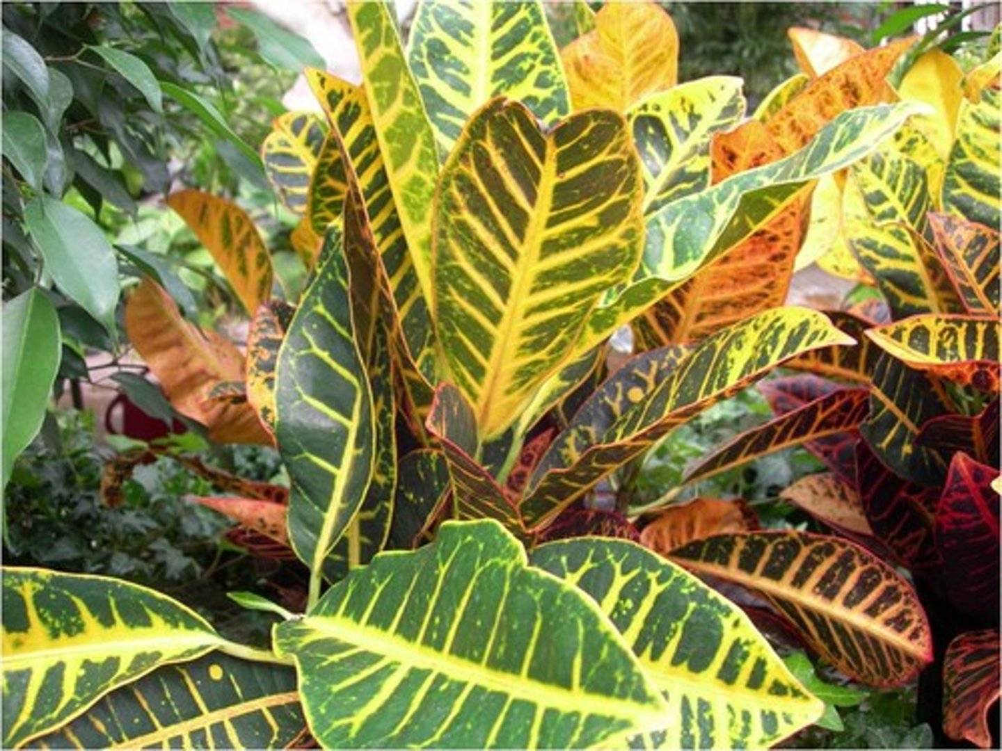 <p>Foliage is almost always multi-colored</p><p>Woody plant that is grown for its foliage</p><p>Can be cork screw or slender leaf, grown as a potted plant</p>