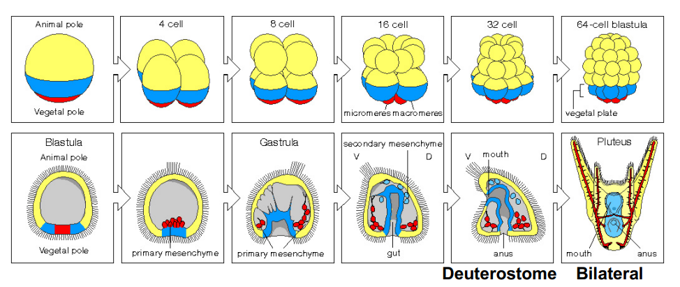 <ul><li><p>radial cleavage</p></li><li><p>first opening = anus</p></li><li><p>second = mouth</p></li><li><p>larvae= bilateral symmetry</p></li><li><p>Only left coelum → adult (in outgroup Hemichordates- adult from both left and right)</p></li><li><p>Left and right plane of symmetry changes due to this→ new body plan</p></li><li><p>Rapid metamorphosis</p></li></ul><p></p>