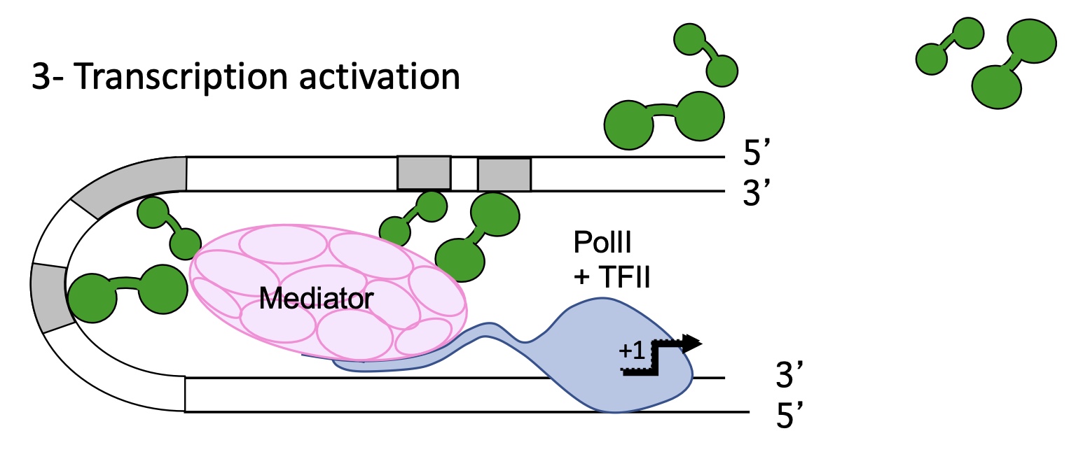 <p>it helps install PIC : </p><ul><li><p>recrute TFs</p></li><li><p>interacts w/ repressors o block RNA pol II , it can block :&nbsp;</p><ul><li><p>fixation and action of activator&nbsp;</p></li><li><p>action and recrutement of mediator&nbsp;</p></li><li><p>condense chromatin&nbsp;</p></li></ul></li></ul><p></p>
