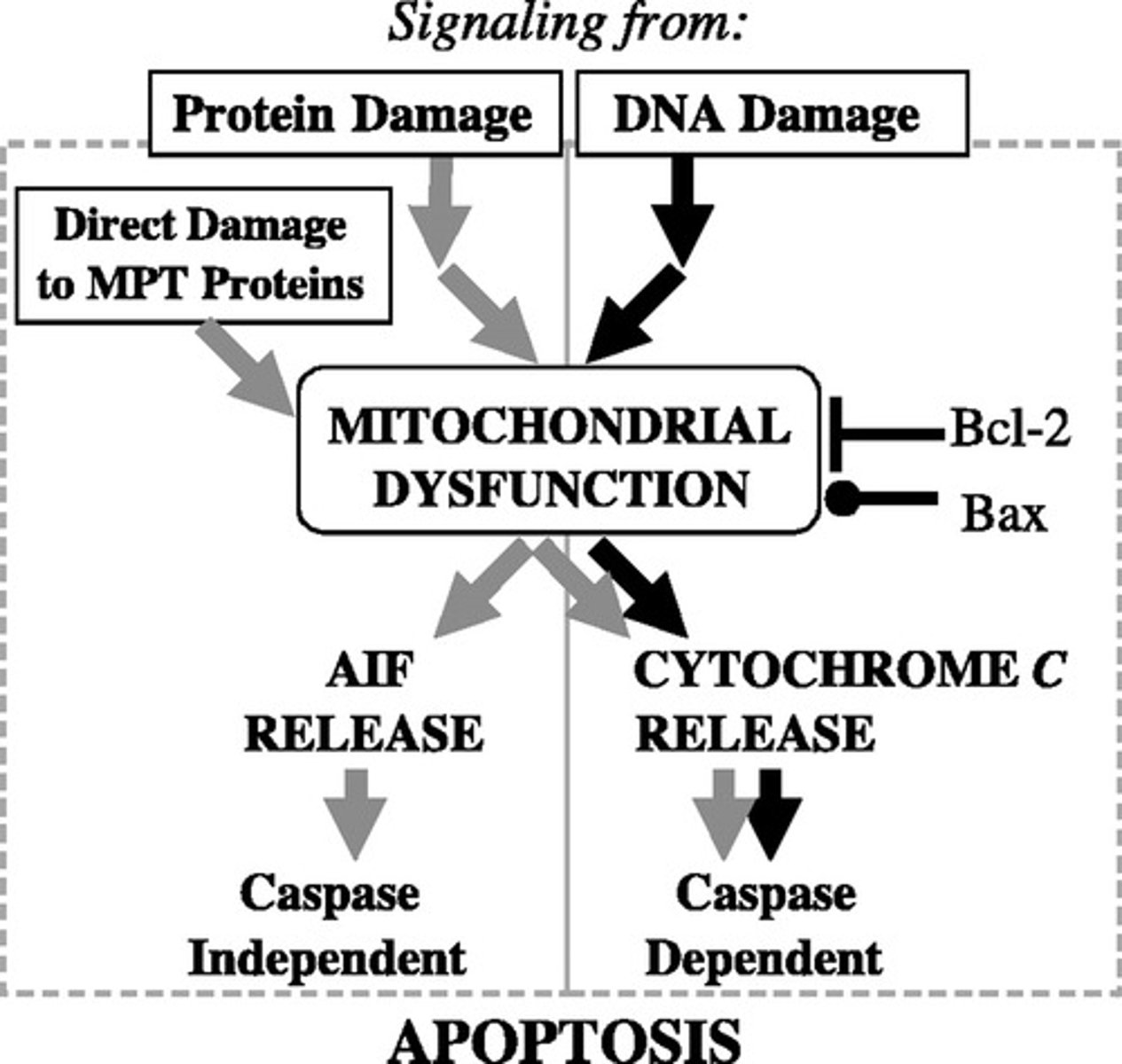 <p>(B) Cyt C</p><p>In apoptosis, the outer mitochondrial membrane becomes permeable, releasing cytochrome C (Cyt C) from the electron transport chain to go and bind to and activate caspase, which will then orchestrate apoptosis.</p><p>Struggling to memorize the metabolic pathways (such as glycolysis and beta-oxidation)? Learn them like the back of your hand using Andrew's Metabolic Pathways Mastery Course @ https://mcatselfprep.com/course/andrews-metabolic-pathways-mastery-course/</p>