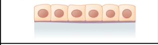 <p>What is the layer and shape of this epithelium? </p>